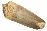 Fossil Spinosaurus Tooth - Real Dinosaur Tooth #215408-1